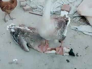 寒冬街头潮流揭秘 大鹅羽绒服搭配裤子全攻略