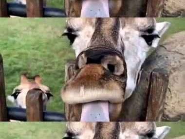 沙漠之舟真容大揭秘 走进骆驼的生存奇迹