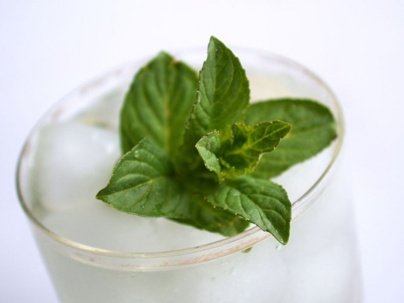 薄荷这小东西，本事可真不小！你家阳台种了没？