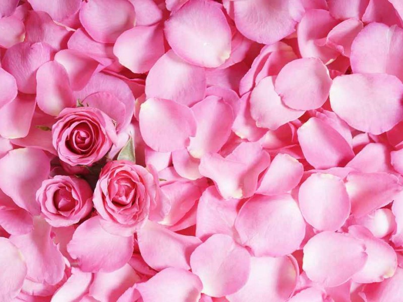 粉红色穿搭整理全攻略 从少女感到高级感的华丽变身