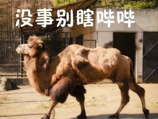 骆驼的样貌特征全解析