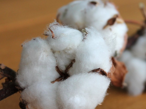 棉花颜色奥秘多，选购棉制品看这篇就够了