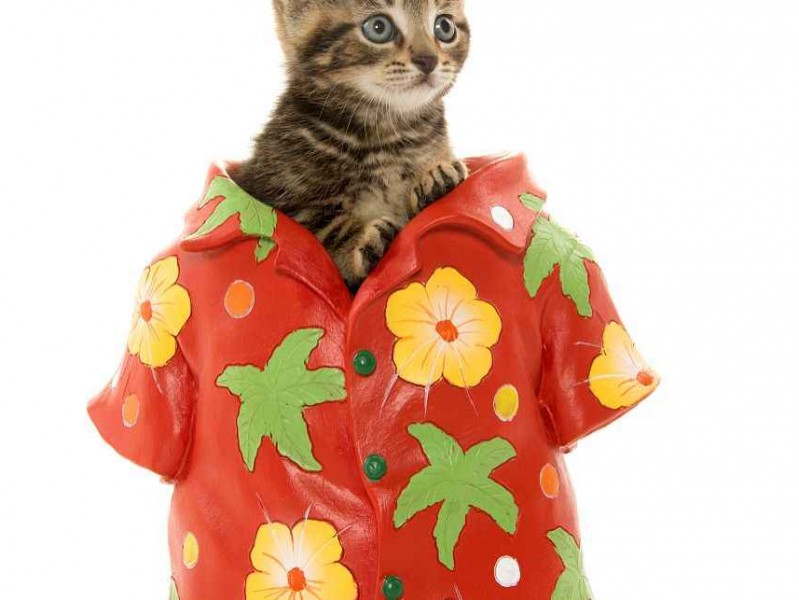 熊猫服装是啥来头？百年国货玩转户外潮流可不止可爱那么简单